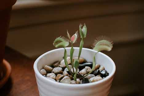 A Venus flytrap, a way to get rid of fruit flies in your kitchen