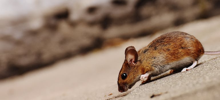 A brown rat on the floor.