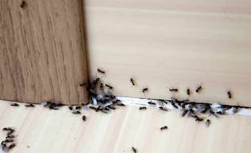 eliminate ants with these tricks and tips.