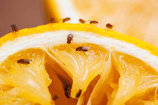 eliminate fruit flys in your drain.
