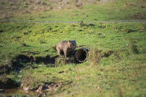 a groundhog peering inside a french drain.