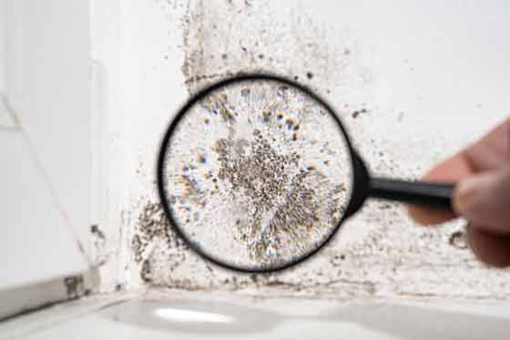 inspecting and preventing mold to grow in your home.