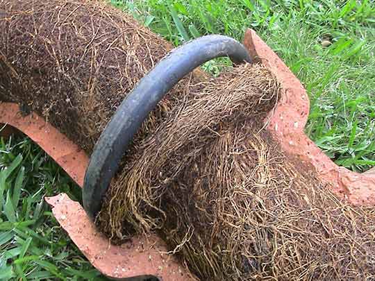 a sewer main like blockage caused by tree root infestation.