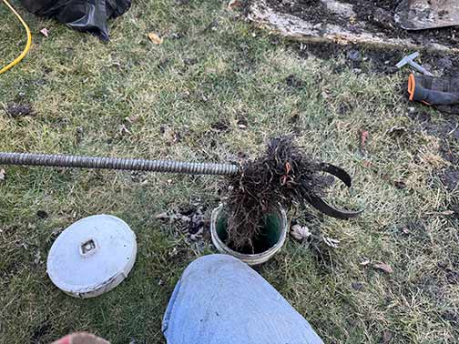 a sewer rodding service to remove tree roots from a line.