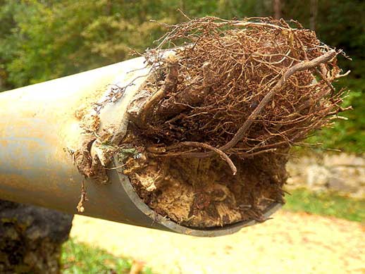 a sewer line with tree roots grown into them.