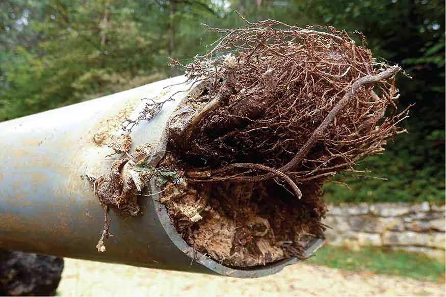 a tree root intrusion in a sewer line.
