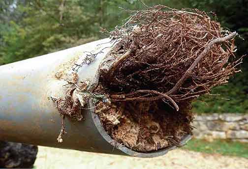 a sewer line with tree root intrusion.