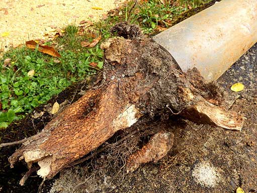tree root intrusion of a water line in north center chicago.